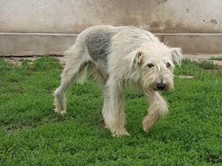 Harvey, Rüde, kastriert, 4 Jahre