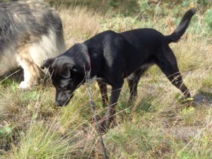 Hündin Mary, 5 Jahre, 55cm, Typ Labrador